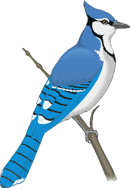 Bluejay Logo